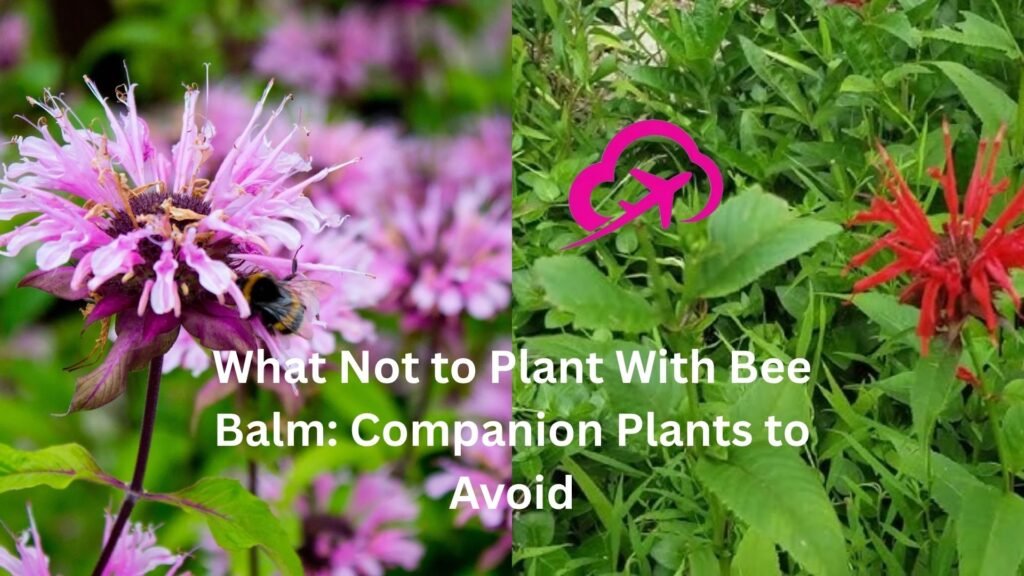 what not to plant with bee balm